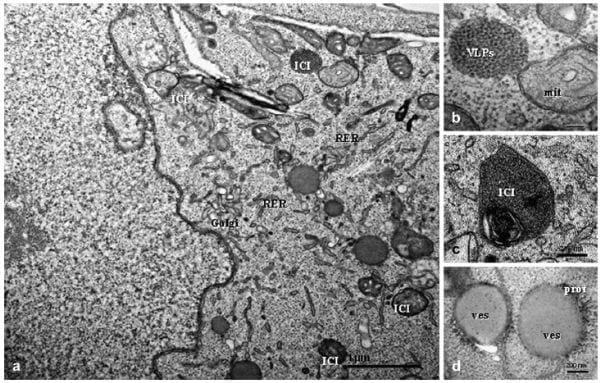 Porcine Circovirus Type 2 Morphogenesis in a Clone Derived from the L35 Lymphoblastoid Cell Line - Image 1
