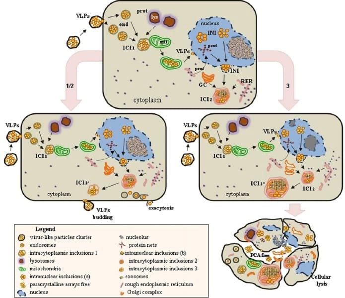 Porcine Circovirus Type 2 Morphogenesis in a Clone Derived from the L35 Lymphoblastoid Cell Line - Image 7