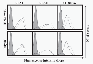 Interaction of porcine conventional dendritic cells with swine influenza virus - Image 4