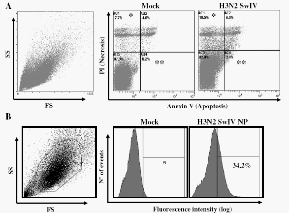 Interaction of porcine conventional dendritic cells with swine influenza virus - Image 2