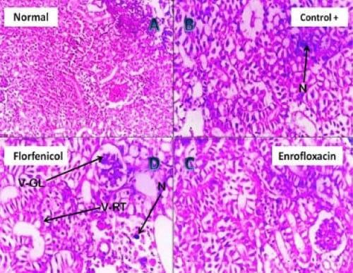 Assessment of the immune status of Nile tilapia (Oreochromis niloticus) experimentally challenged with toxogenic / septicemic bacteria during treatment trial with Florfenicol / Enrofloxacin as a method of control - Image 9