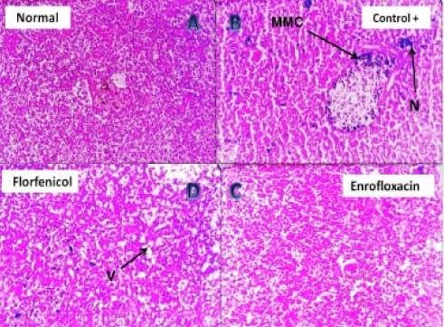 Assessment of the immune status of Nile tilapia (Oreochromis niloticus) experimentally challenged with toxogenic / septicemic bacteria during treatment trial with Florfenicol / Enrofloxacin as a method of control - Image 10