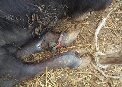 Why Degnala disease epidemic in buffaloes throughout South East Asia this year? - Image 3