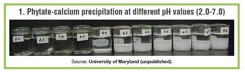Phytate: Anti-nutrient for poultry, swine - Image 1