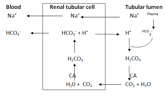 Dietary electrolyte balance in heat stressed broiler chickens - Image 3