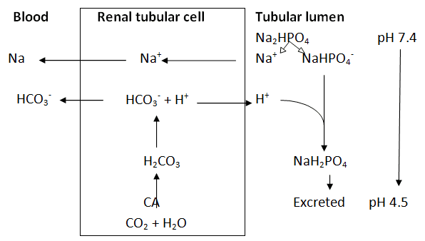 Dietary electrolyte balance in heat stressed broiler chickens - Image 4