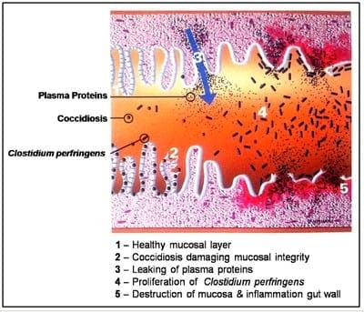 Necrotic Enteritis in Poultry- A Serious Profit Killer - Image 3