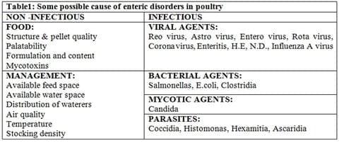 Necrotic Enteritis in Poultry- A Serious Profit Killer - Image 1