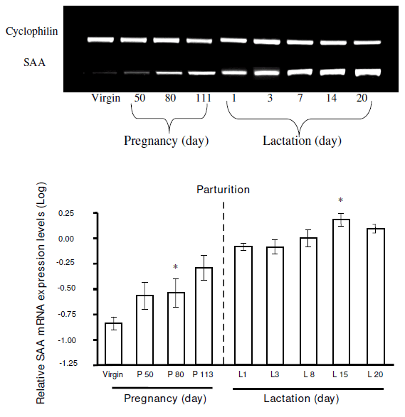 Identification in milk of a serum amyloid A peptide chemoattractant for B lymphoblasts - Image 7