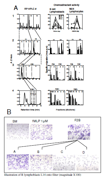 Identification in milk of a serum amyloid A peptide chemoattractant for B lymphoblasts - Image 2