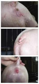 The effect of a mycotoxin adsorber on gilts - Image 6