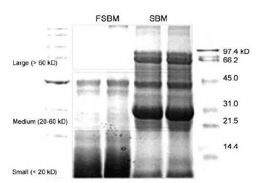Bio-fermentation Technology to Improve Efficiency of Swine Nutrition - Image 12