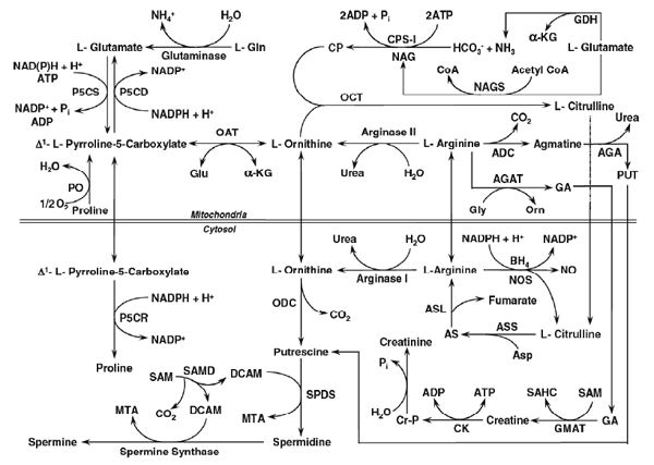 Bio-fermentation Technology to Improve Efficiency of Swine Nutrition - Image 4