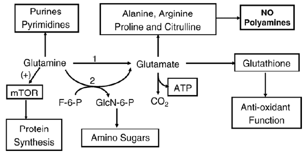 Bio-fermentation Technology to Improve Efficiency of Swine Nutrition - Image 3