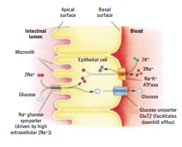 Advantages of optimising dietary electrolyte balance - Image 2