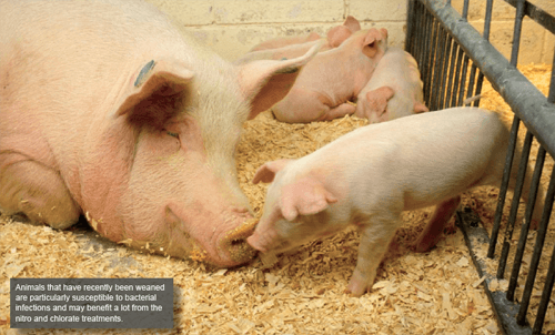 Alternatives to Antibiotics in Animal Health - Image 7