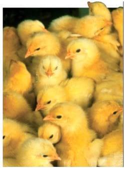 Alternatives to Antibiotics in Animal Health - Image 1