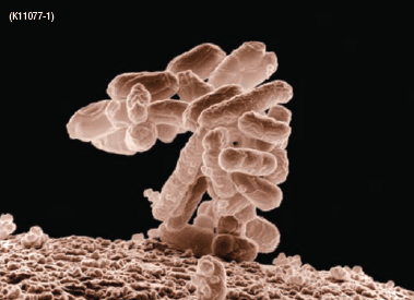 Alternatives to Antibiotics in Animal Health - Image 5