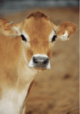 Alternatives to Antibiotics in Animal Health - Image 6