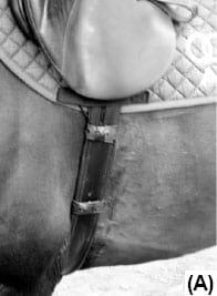 A novel, knowledge-based concept for performance diagnosis and training adjustment in horses - Image 1