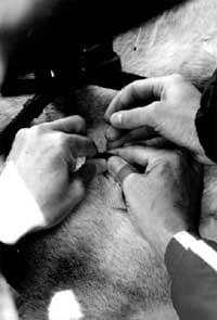 A novel, knowledge-based concept for performance diagnosis and training adjustment in horses - Image 5