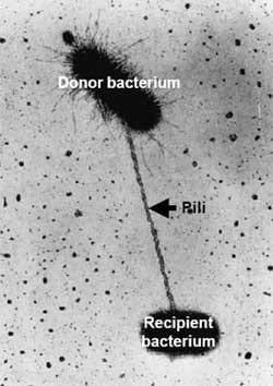 Multiple antibiotic resistance: what is the cure? - Image 2