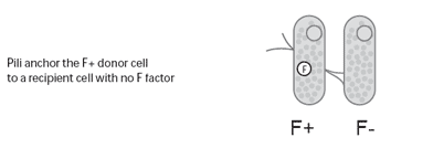 Multiple antibiotic resistance: what is the cure? - Image 4