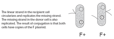 Multiple antibiotic resistance: what is the cure? - Image 6