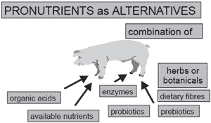 Herbs, spices and botanicals: ‘Old fashioned’ or the new feed additives for tomorrow’s feed formulations? Concepts for their successful use - Image 1