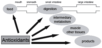 Herbs, spices and botanicals: ‘Old fashioned’ or the new feed additives for tomorrow’s feed formulations? Concepts for their successful use - Image 10