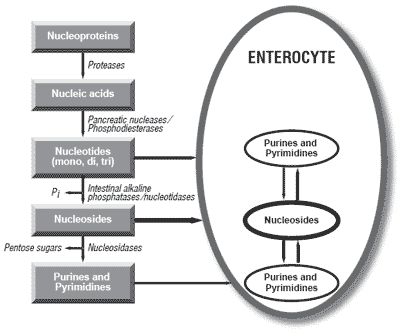 Nucleotides and young animal health: can we enhance intestinal tract development and immune function? - Image 5