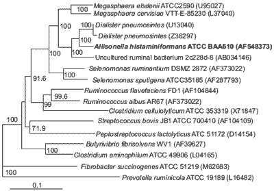 Allisonella histaminiformans, a novel histamine-producing bacterium that may play a role in rumen disorders and bovine laminitis - Image 2