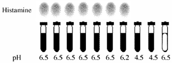 Allisonella histaminiformans, a novel histamine-producing bacterium that may play a role in rumen disorders and bovine laminitis - Image 3