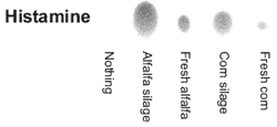 Allisonella histaminiformans, a novel histamine-producing bacterium that may play a role in rumen disorders and bovine laminitis - Image 4