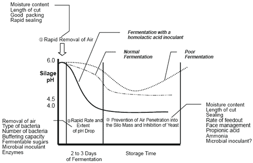 Silage fermentation and additives - Image 1