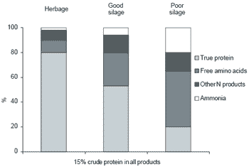 Understanding the processes of protein degradation in forage crops provides opportunities for improved silage quality and enhanced animal production - Image 3