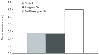 Selenium nutrition and poultry meat quality - Image 1