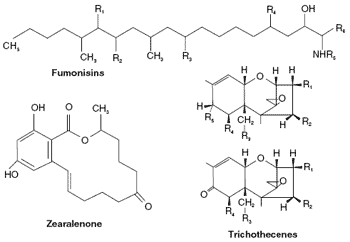 Impact of mycotoxins on the body’s antioxidant defence - Image 1