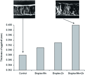 The egg shell: a case study in improving quality by altering mineral metabolism – naturally - Image 12