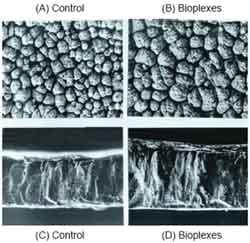 The egg shell: a case study in improving quality by altering mineral metabolism – naturally - Image 16