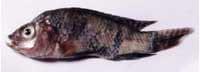 Nutritious Attempts to Detoxify Aflatoxic Diets of Tilapia Fish - Image 4