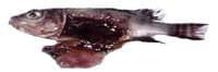 Nutritious Attempts to Detoxify Aflatoxic Diets of Tilapia Fish - Image 5