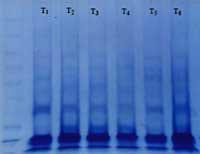 Nutritious Attempts to Detoxify Aflatoxic Diets of Tilapia Fish - Image 9