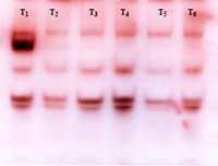 Nutritious Attempts to Detoxify Aflatoxic Diets of Tilapia Fish - Image 10