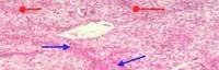 Nutritious Attempts to Detoxify Aflatoxic Diets of Tilapia Fish - Image 21