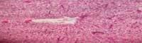 Nutritious Attempts to Detoxify Aflatoxic Diets of Tilapia Fish - Image 24
