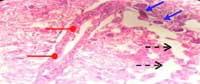 Nutritious Attempts to Detoxify Aflatoxic Diets of Tilapia Fish - Image 26