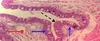 Nutritious Attempts to Detoxify Aflatoxic Diets of Tilapia Fish - Image 42
