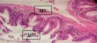 Nutritious Attempts to Detoxify Aflatoxic Diets of Tilapia Fish - Image 46
