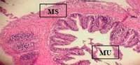 Nutritious Attempts to Detoxify Aflatoxic Diets of Tilapia Fish - Image 47